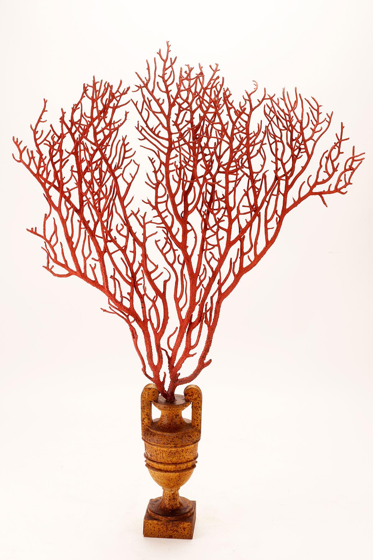 Pair of Red Gorgonian Branches, Italy, 1870 1