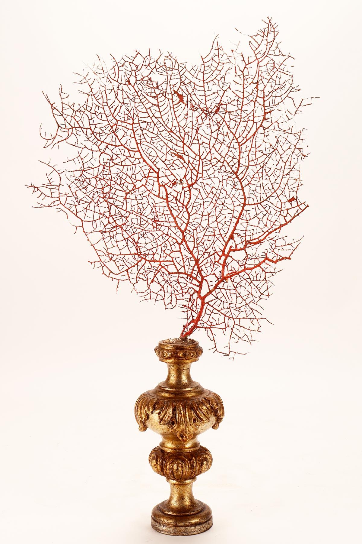 Pair of Red Gorgonian Branches, Italy 1870 For Sale 1