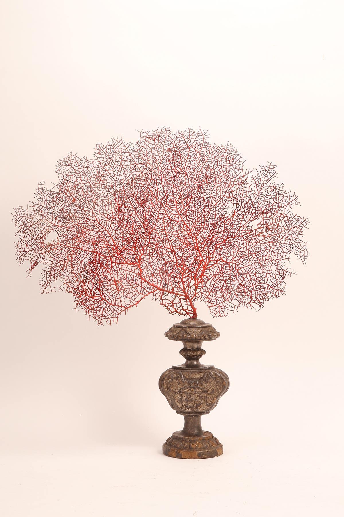 Pair of Red Gorgonian Branches, Italy, 1870 For Sale 2