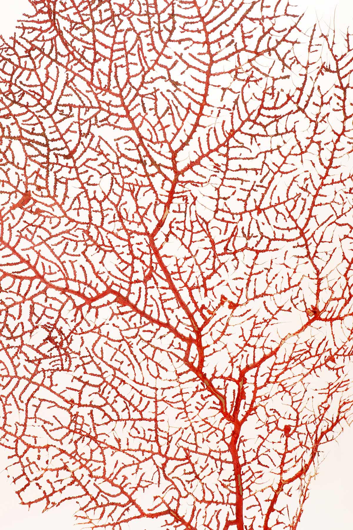 Ein Paar roter Gorgonischer Zweige, Italien 1870. im Angebot 1