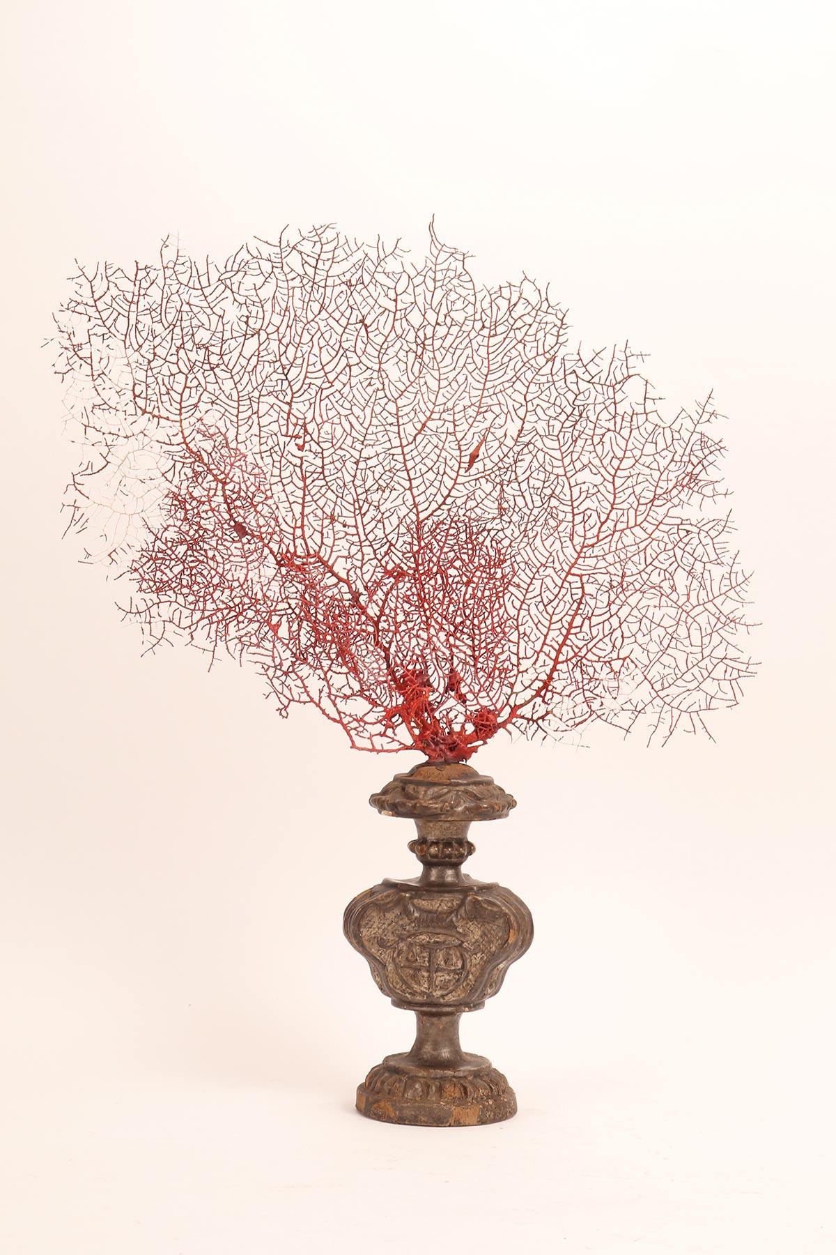 Pair of Red Gorgonian Branches, Italy, 1870 For Sale 3
