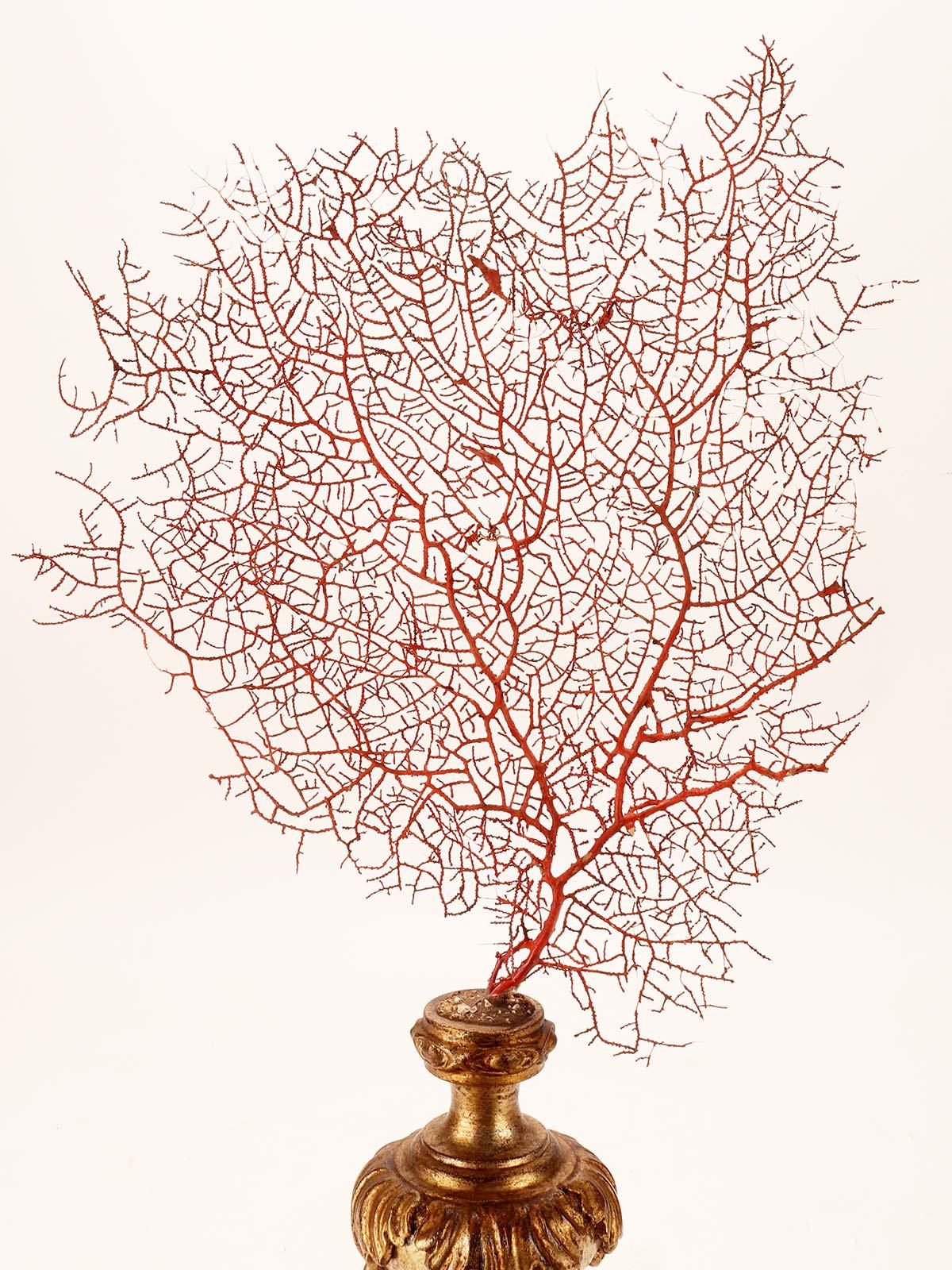 Pair of Red Gorgonian Branches, Italy 1870 For Sale 3