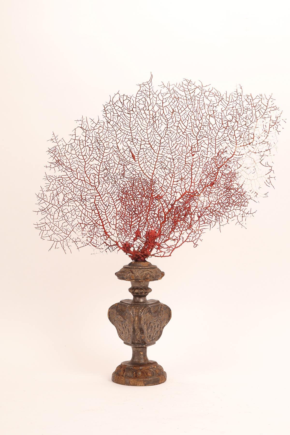 Pair of Red Gorgonian Branches, Italy, 1870 For Sale 4