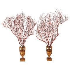 Pair of Red Gorgonian Branches, Italy, 1870