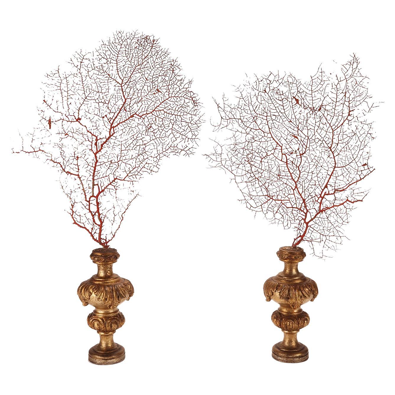 Pair of Red Gorgonian Branches, Italy 1870