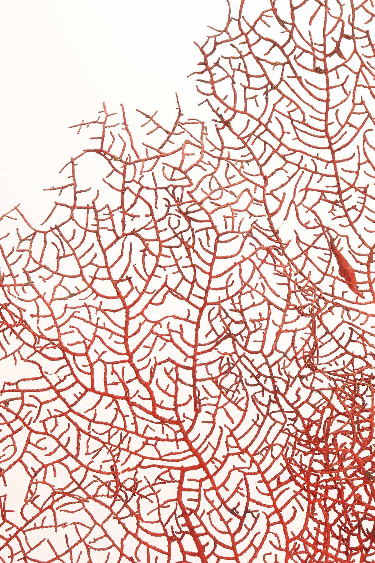 Coppia di rami di gorgonie rosse con basi argentate, Italia 1870. in vendita 6