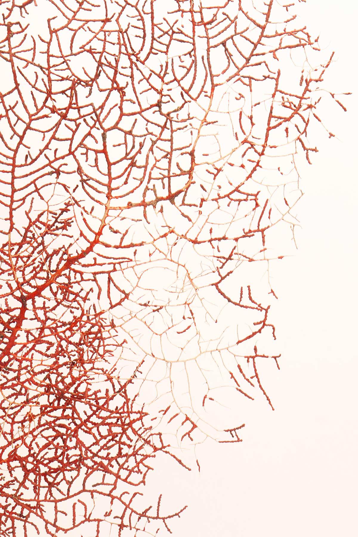 Coppia di rami di gorgonie rosse con basi argentate, Italia 1870. in vendita 7