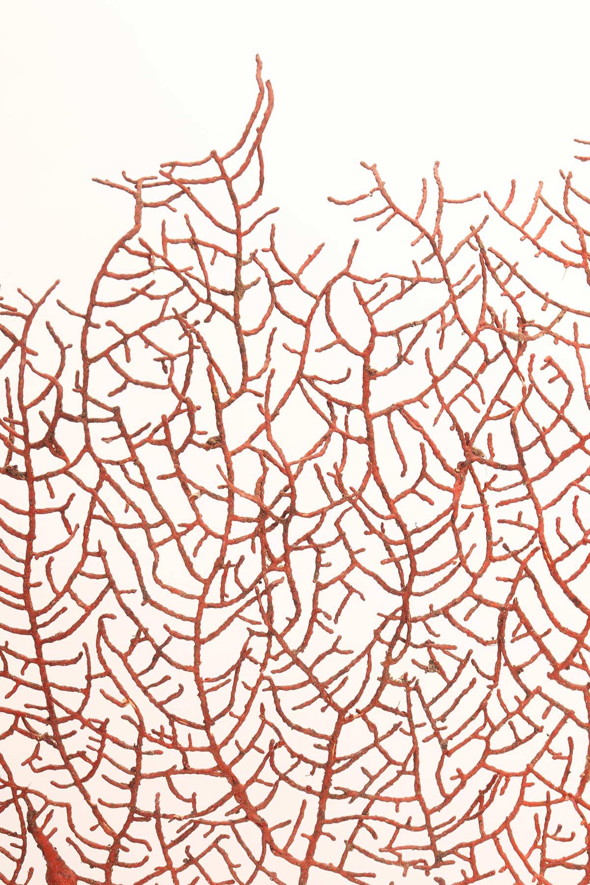 Coppia di rami di gorgonie rosse con basi argentate, Italia 1870. in vendita 8