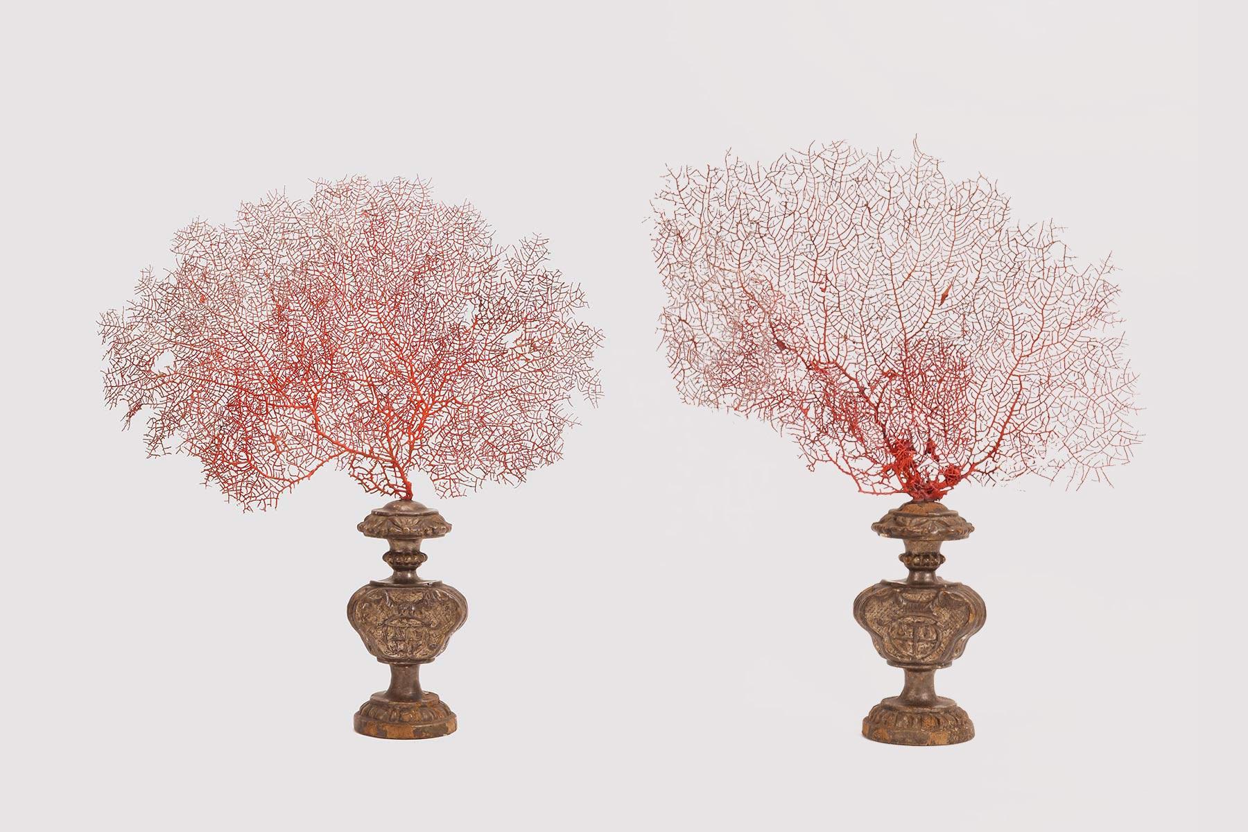 Un paio di rami di gorgonie rosse della Wunderkammer a forma di ventaglio. Le basi sono in legno intagliato e argentato con stemmi araldici. Italia, circa 1870.