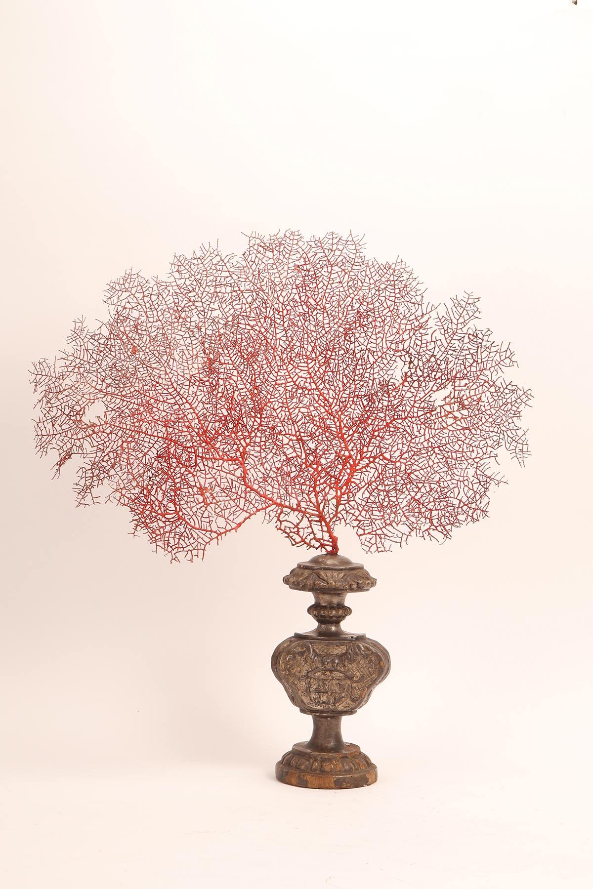 Coppia di rami di gorgonie rosse con basi argentate, Italia 1870. in vendita 1