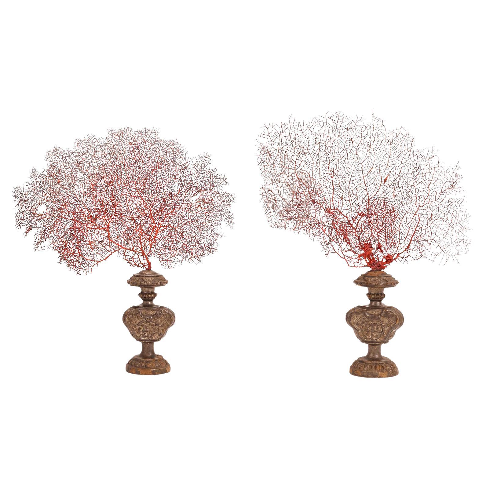 Paire de branches de gorgones rouges avec bases plaquées argent, Italie 1870.