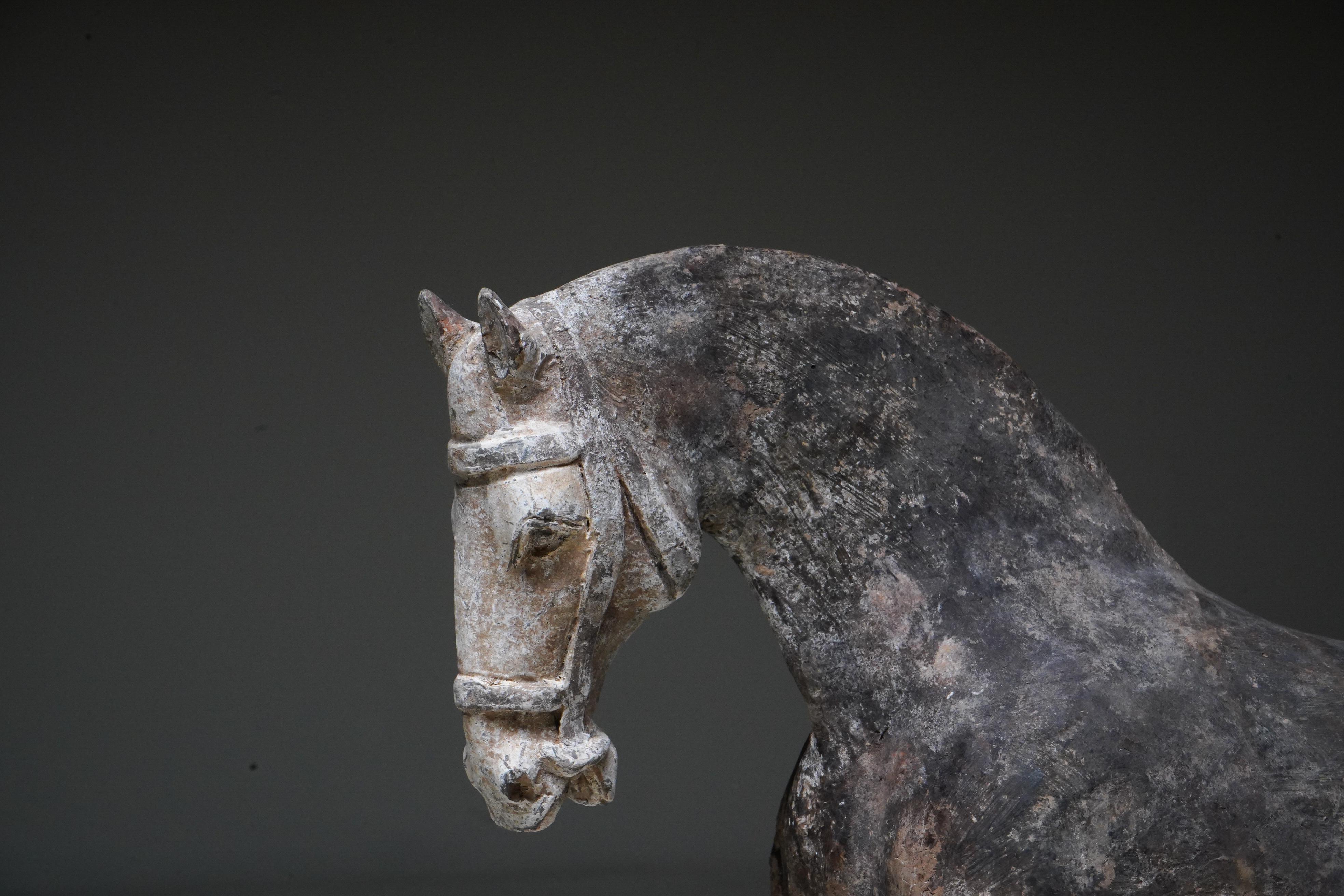 A Pair of Tang Dynasty Pottery Horses (TL Tested) 2