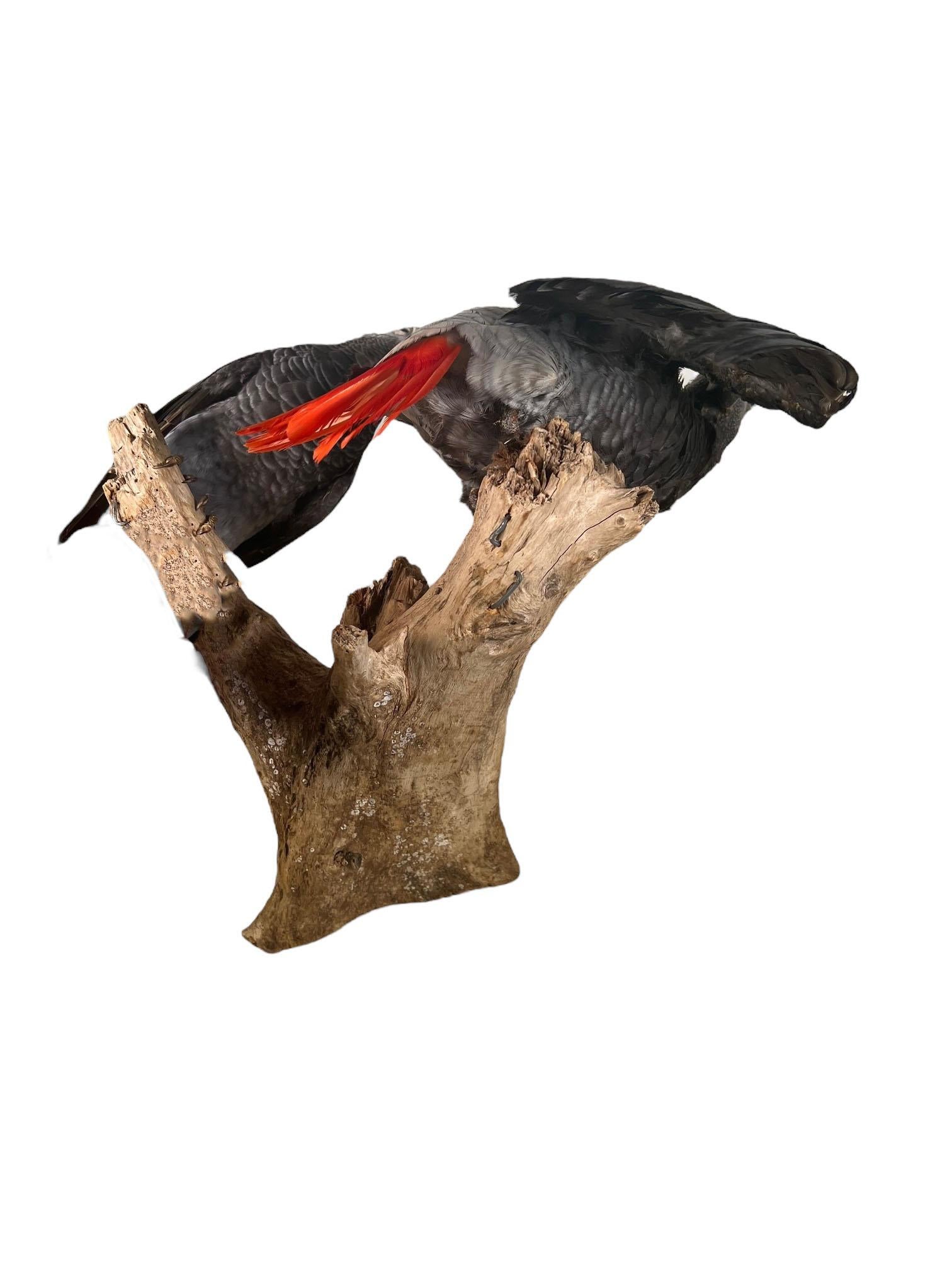 Paire de perroquets gris d'Afrique taxidermisés et montés en vente 4