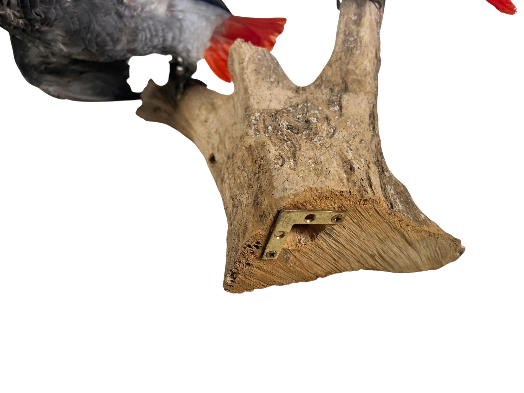 Paire de perroquets gris d'Afrique taxidermisés et montés en vente 5