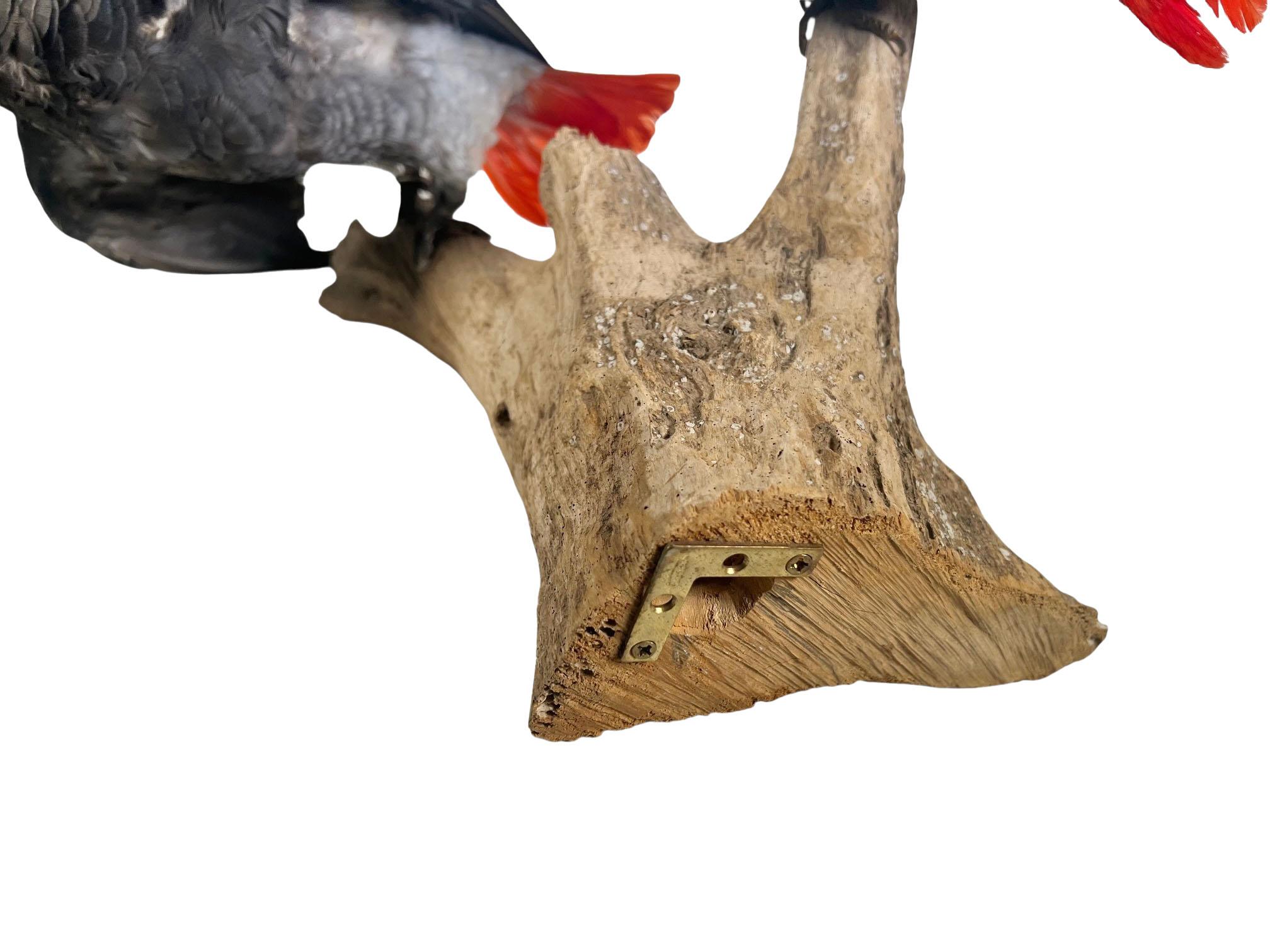 Paire de perroquets gris d'Afrique taxidermisés et montés en vente 6