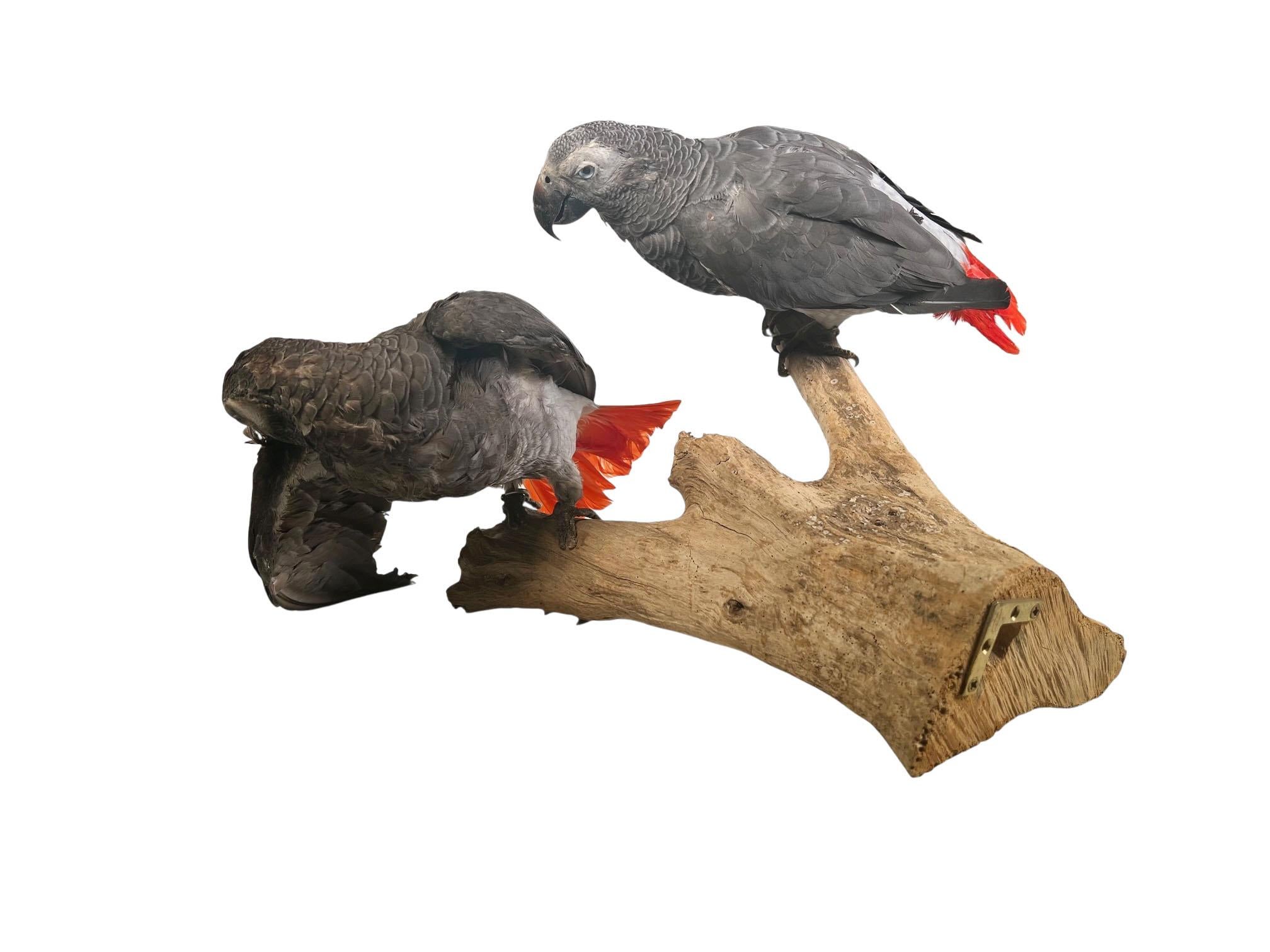 Paire de perroquets gris d'Afrique taxidermisés et montés en vente 7