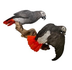 A Pair of Taxidermy African Grey Parrots Mounted