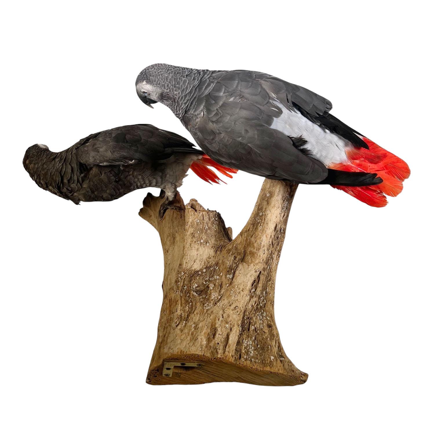Sud-africain Paire de perroquets gris d'Afrique taxidermisés et montés en vente