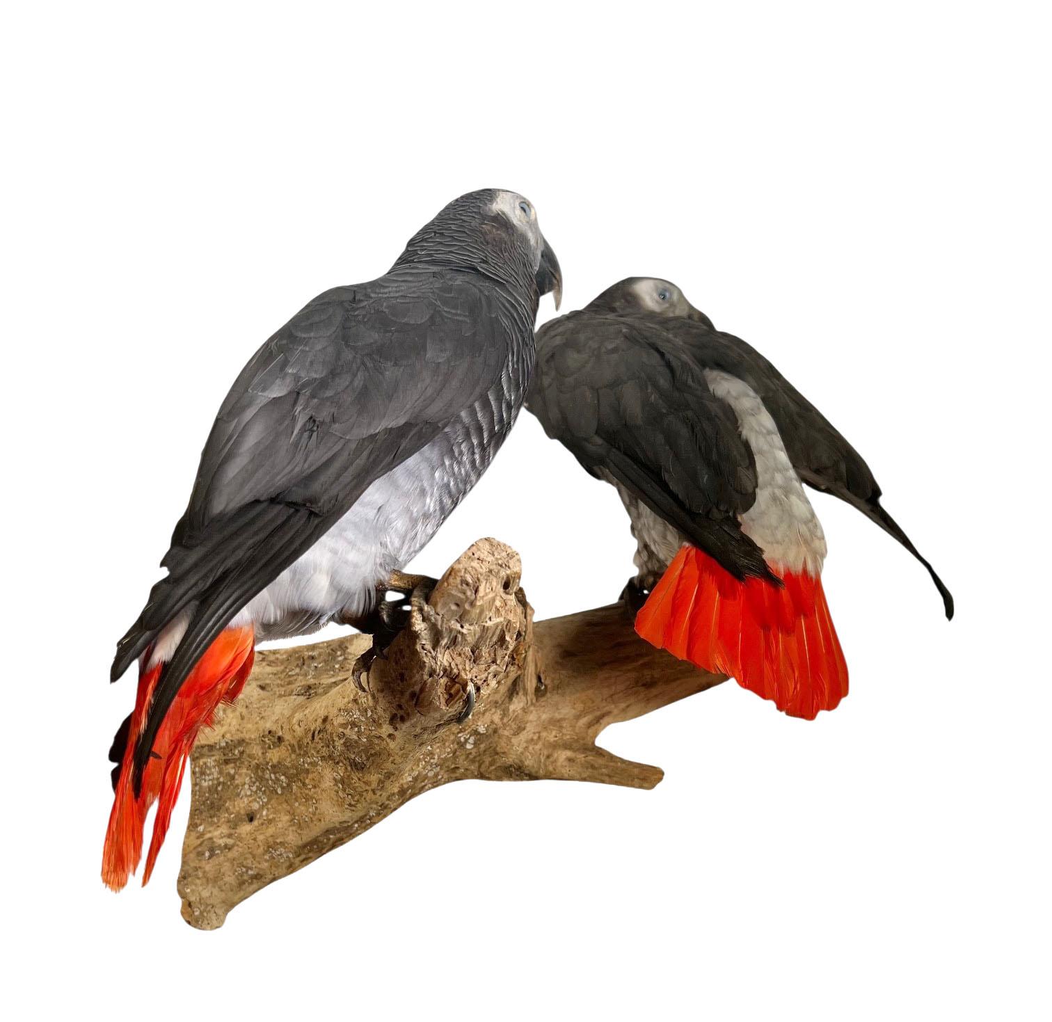 Paire de perroquets gris d'Afrique taxidermisés et montés Bon état - En vente à Dallas, TX