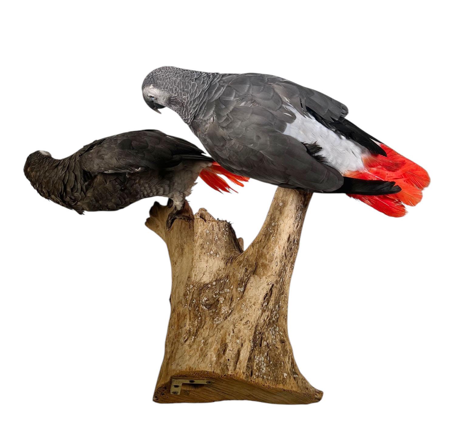 Fin du 20e siècle Paire de perroquets gris d'Afrique taxidermisés et montés en vente