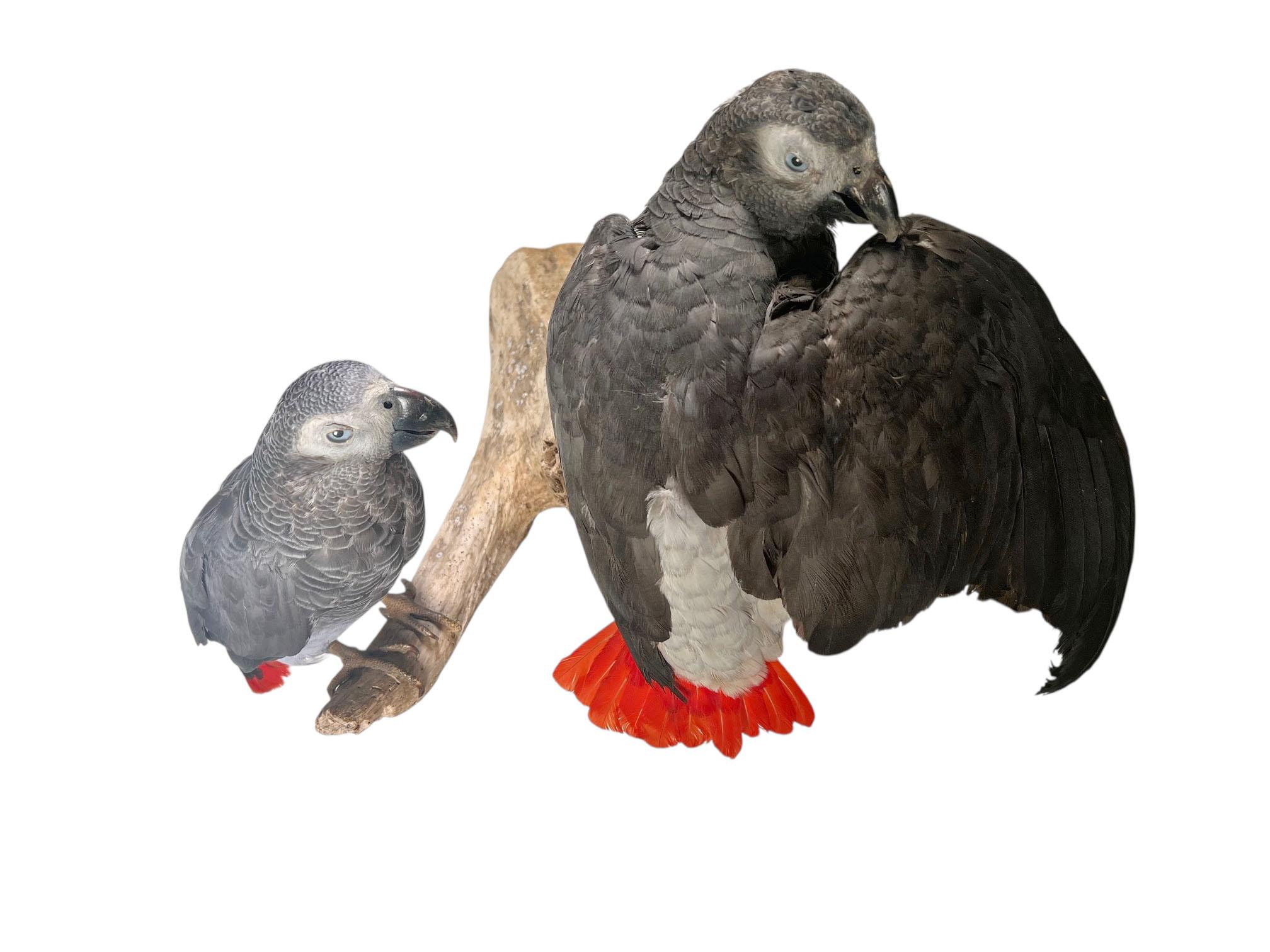 Bois Paire de perroquets gris d'Afrique taxidermisés et montés en vente