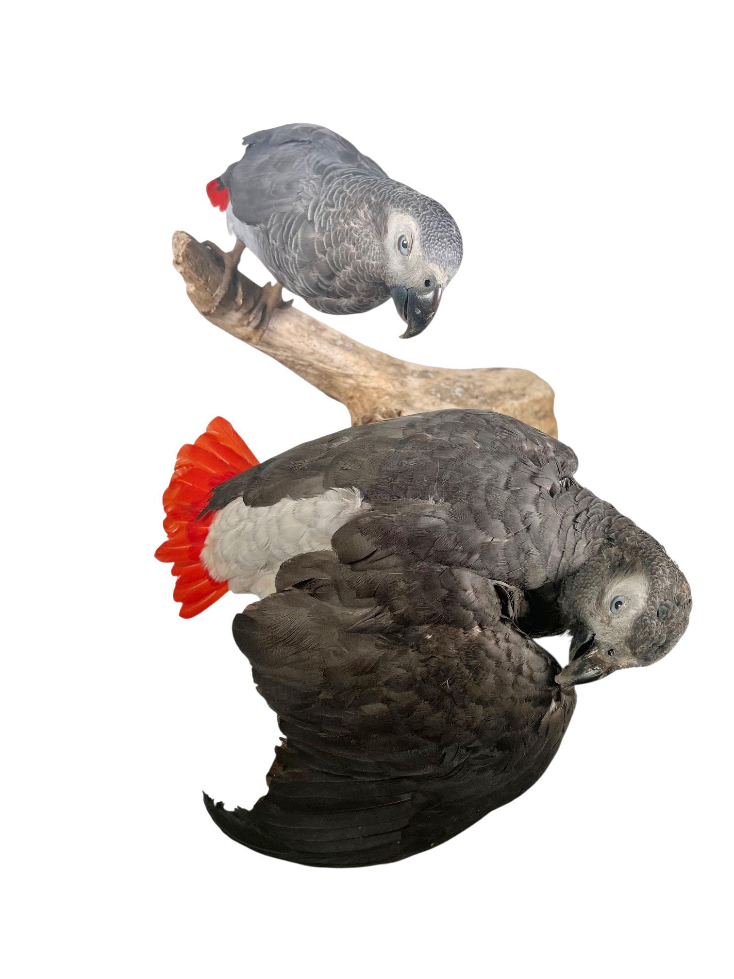 Paire de perroquets gris d'Afrique taxidermisés et montés en vente 1