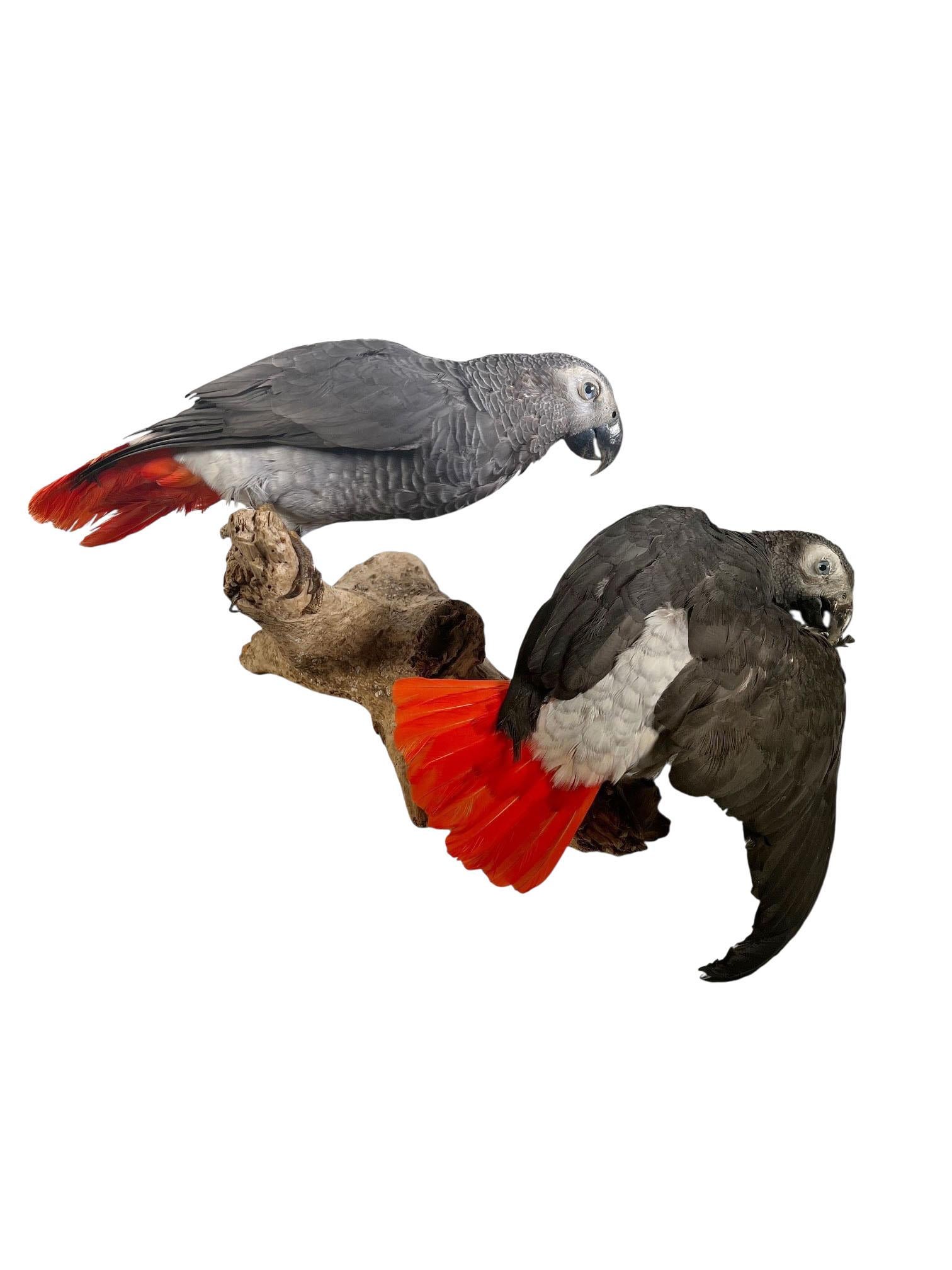 Paire de perroquets gris d'Afrique taxidermisés et montés en vente 2