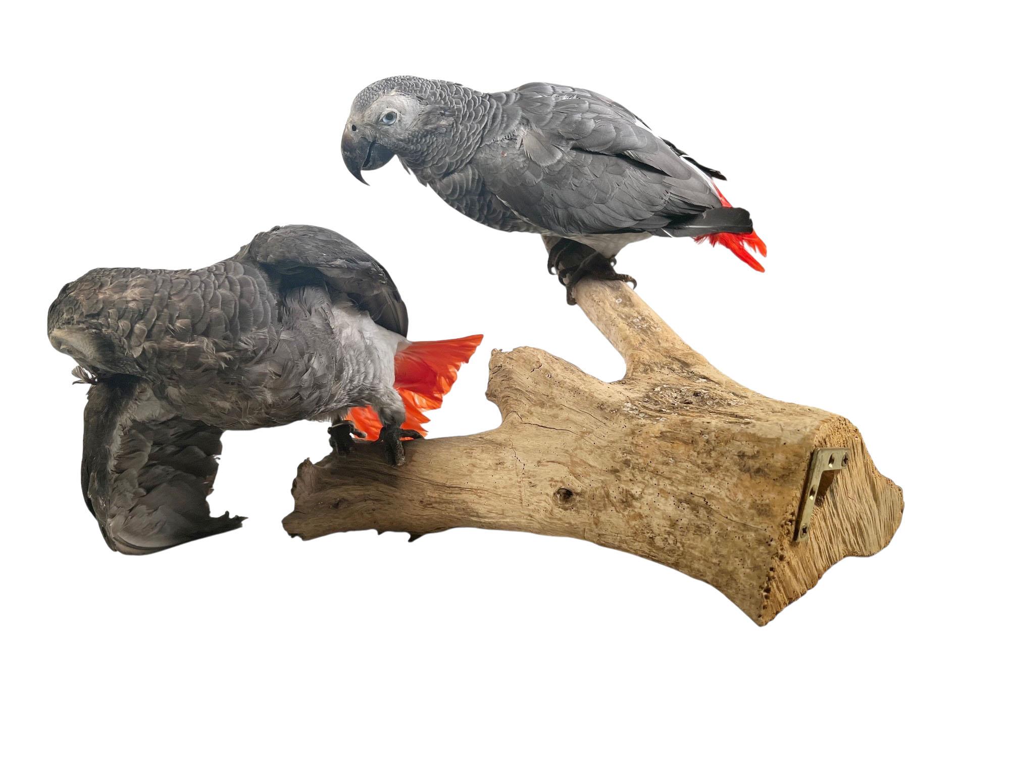 Paire de perroquets gris d'Afrique taxidermisés et montés en vente 3