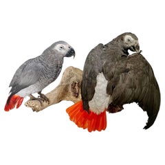 A Pair of Taxidermy African Grey Parrots Mounted