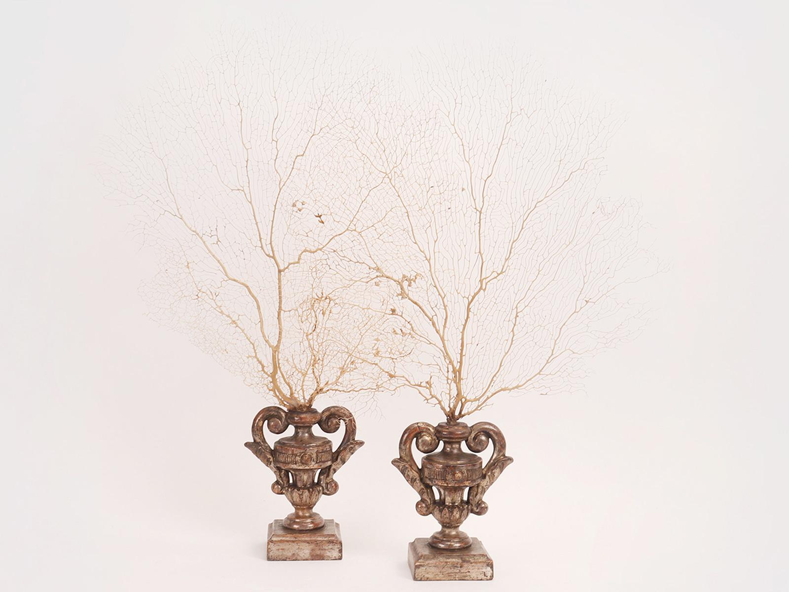 Une paire de branches de gorgones blanc sable de la Wunderkammer en forme d'éventail. Les bases sont en bois sculpté et argenté en forme de vase avec des volutes. Italie, vers 1870.