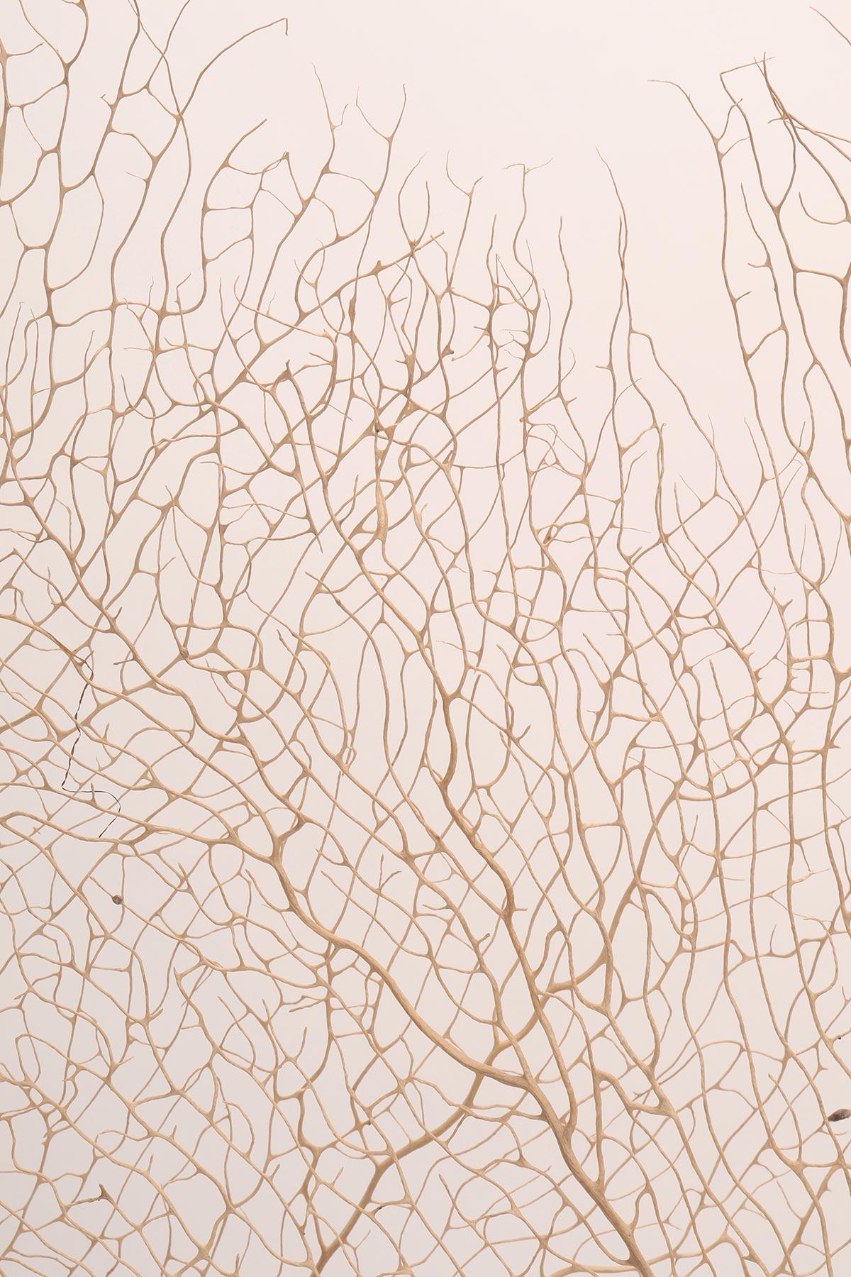 italien Paire de branches de gorgones blanches avec des bases en forme de vase, Italie 1870. en vente