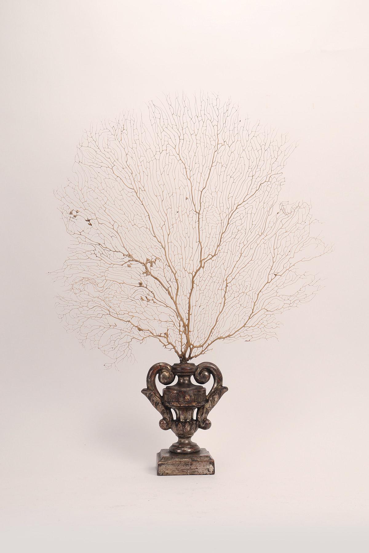 Paire de branches de gorgones blanches avec des bases en forme de vase, Italie 1870. Bon état - En vente à Milan, IT