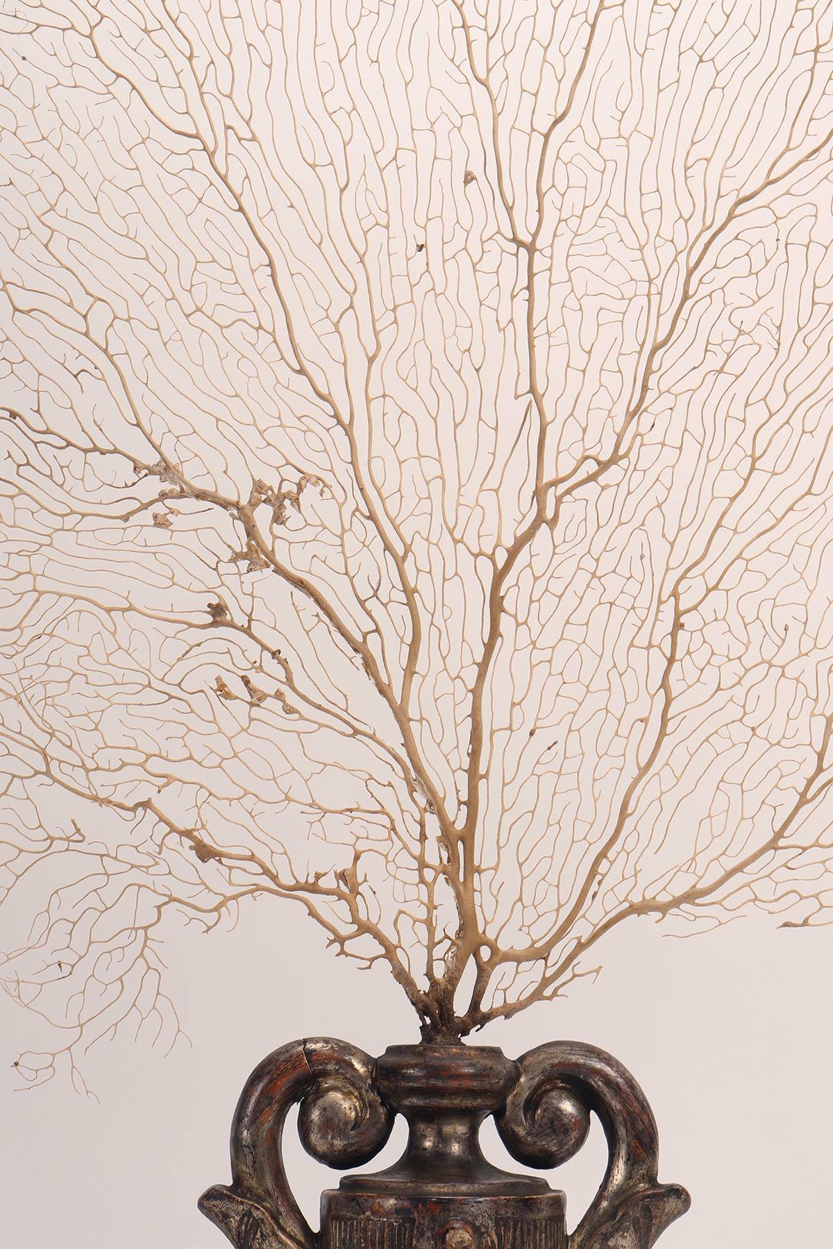 Bois Paire de branches de gorgones blanches avec des bases en forme de vase, Italie 1870. en vente
