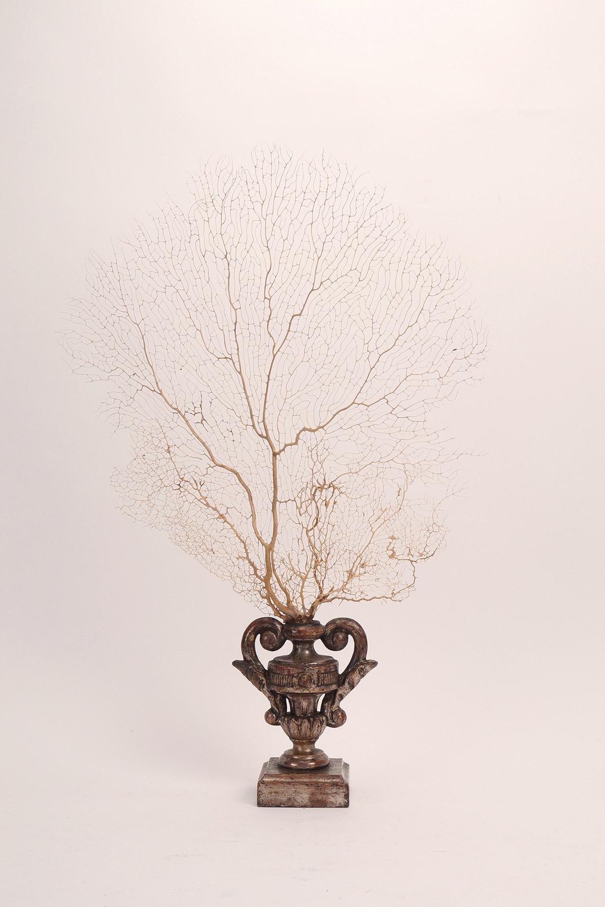 Paire de branches de gorgones blanches avec des bases en forme de vase, Italie 1870. en vente 3