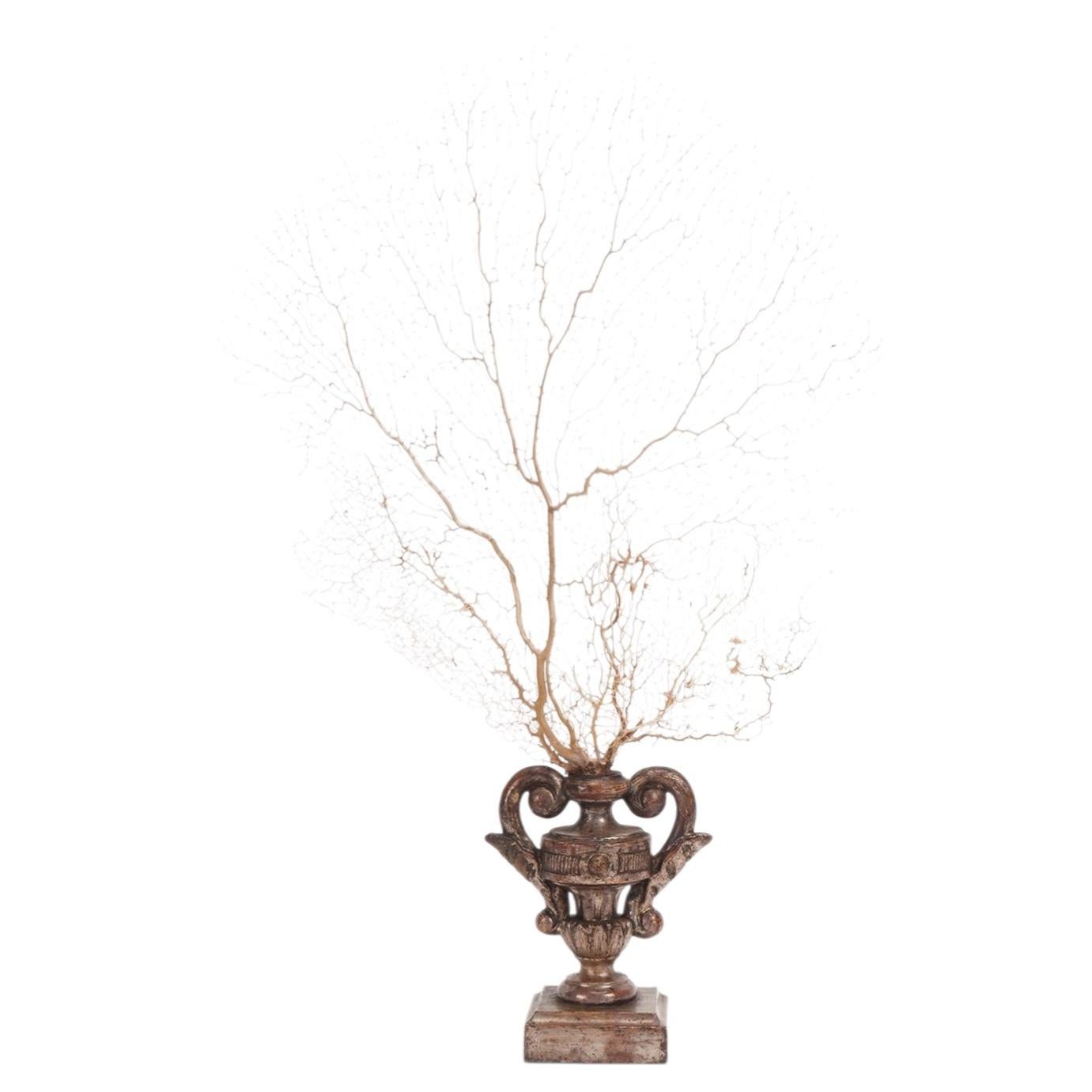 A white gorgonian branch from a Wunderkammer with wooden base, Italy 1870.