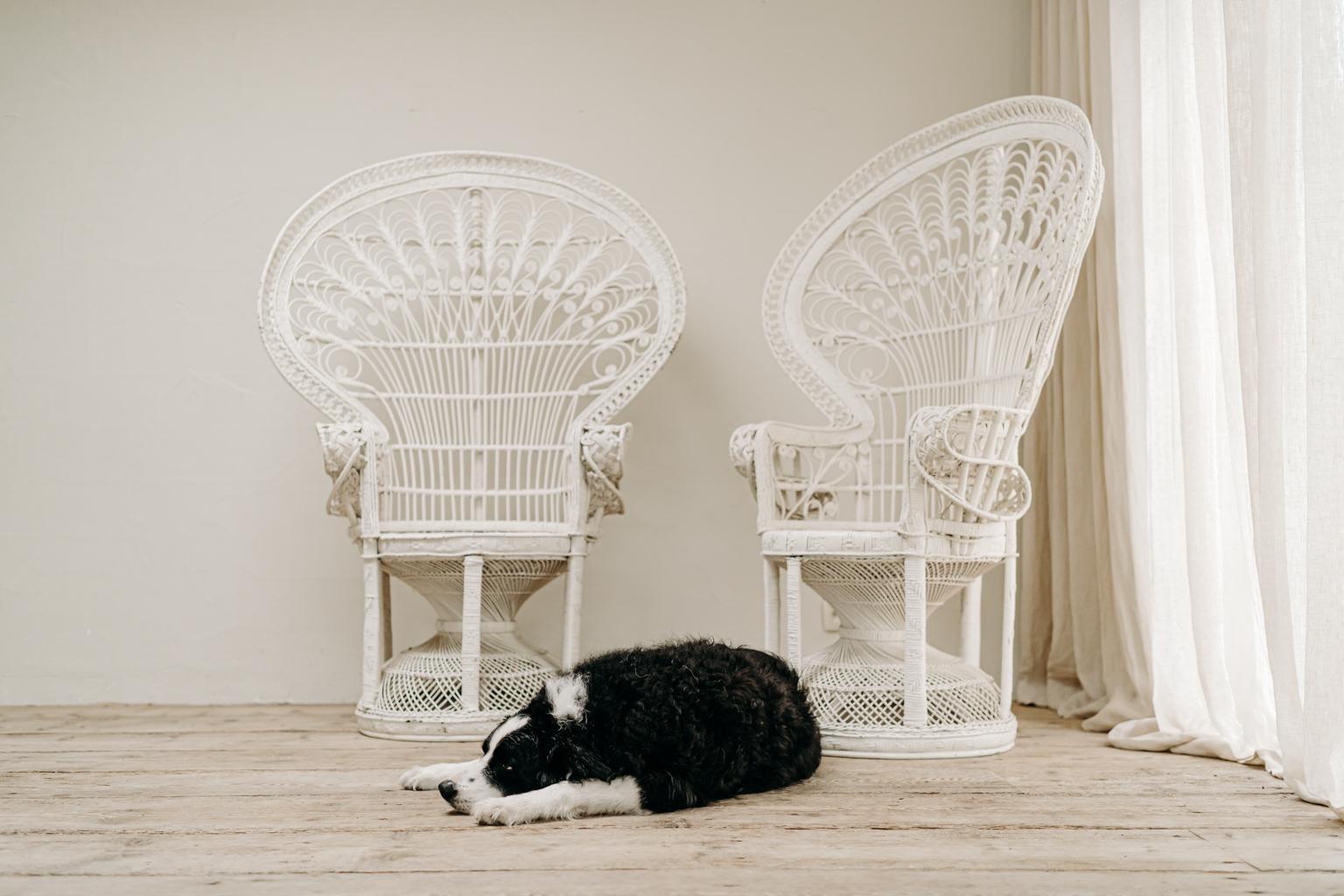 Paar weiß bemalte „Emanuelle“-Stühle mit Pfauen aus Korbweide in Weiß im Zustand „Gut“ im Angebot in Brecht, BE