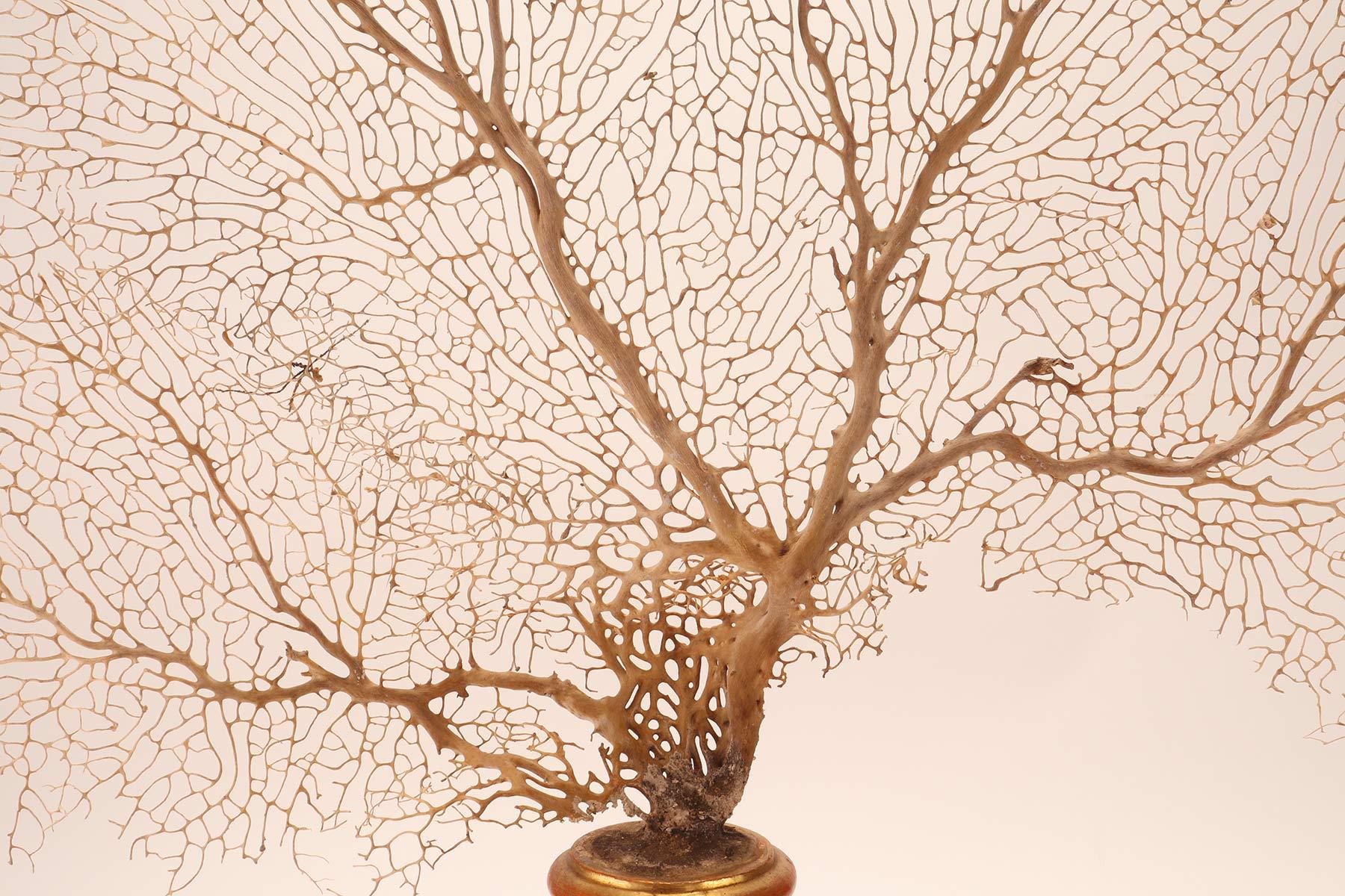 Pair of White-Sand Gorgonian Branches, Italy, 1870 For Sale 4