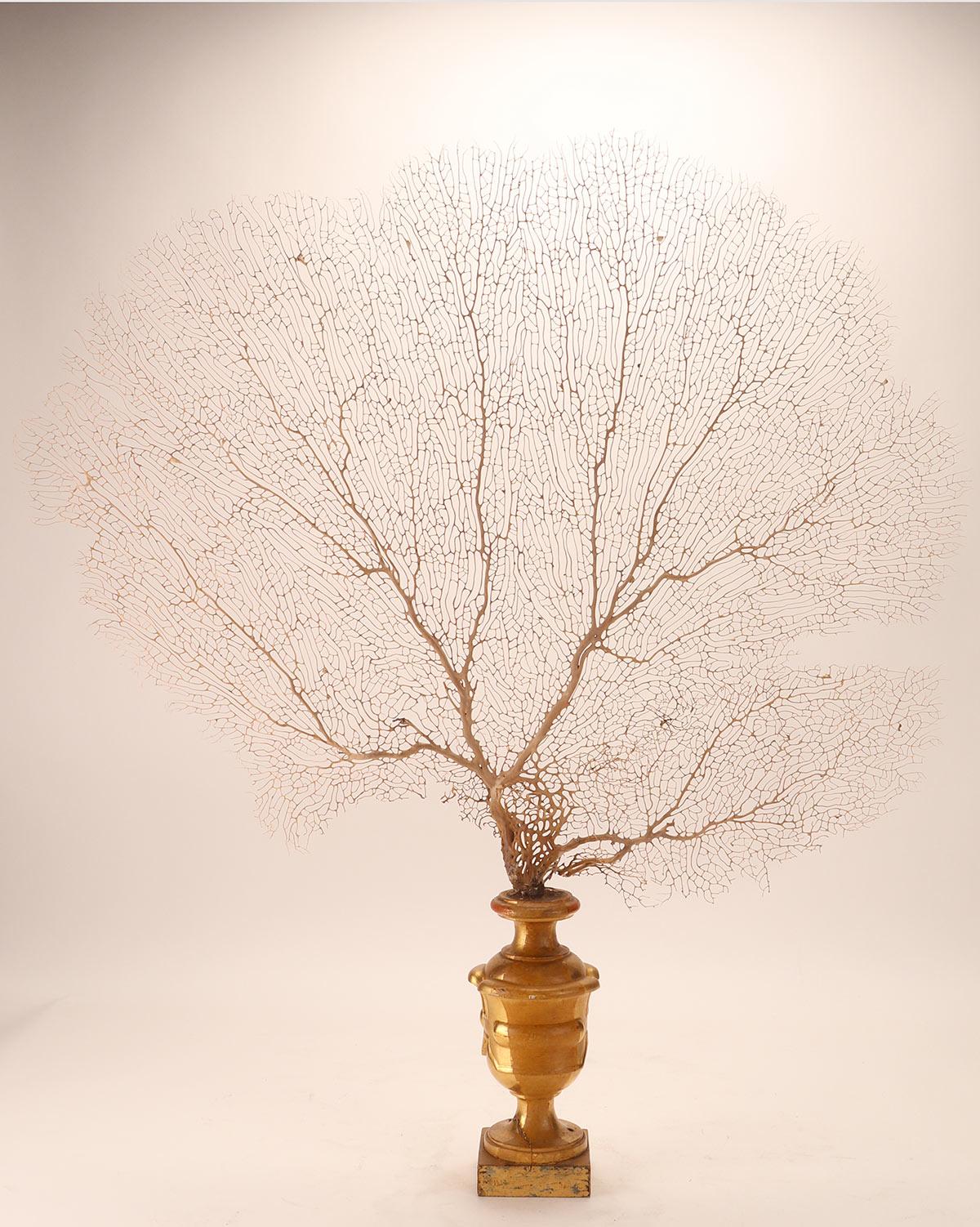Pair of White-Sand Gorgonian Branches, Italy, 1870 For Sale 6