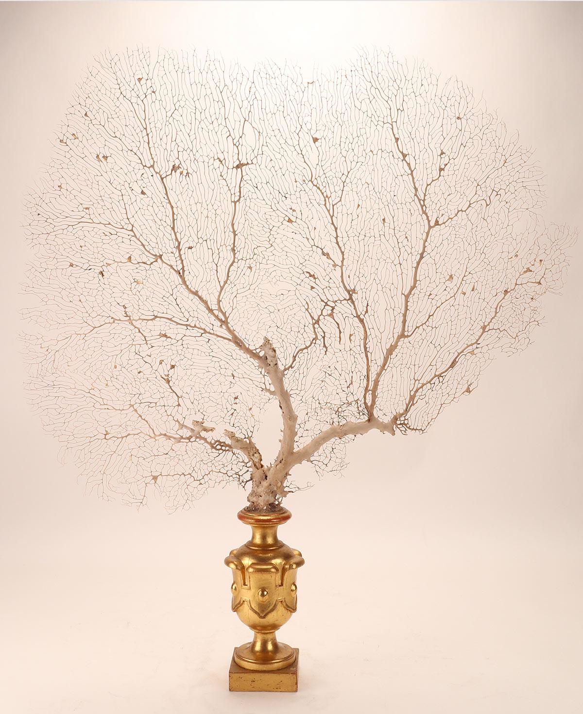 A big pair of fan-shaped white sand Gorgonian branches from Wunderkammer. The bases are in carved and gilded wood. Italy, circa 1870.