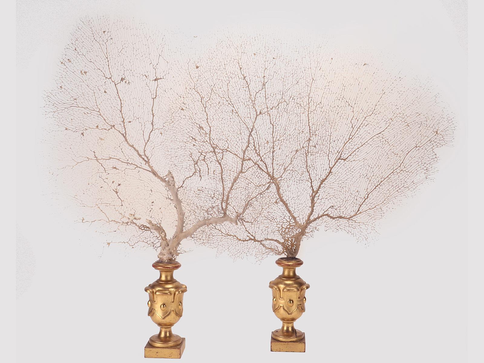 A big pair of fan-shaped white sand Gorgonian branches from Wunderkammer. The bases are in carved and gilded wood. Italy, circa 1870.