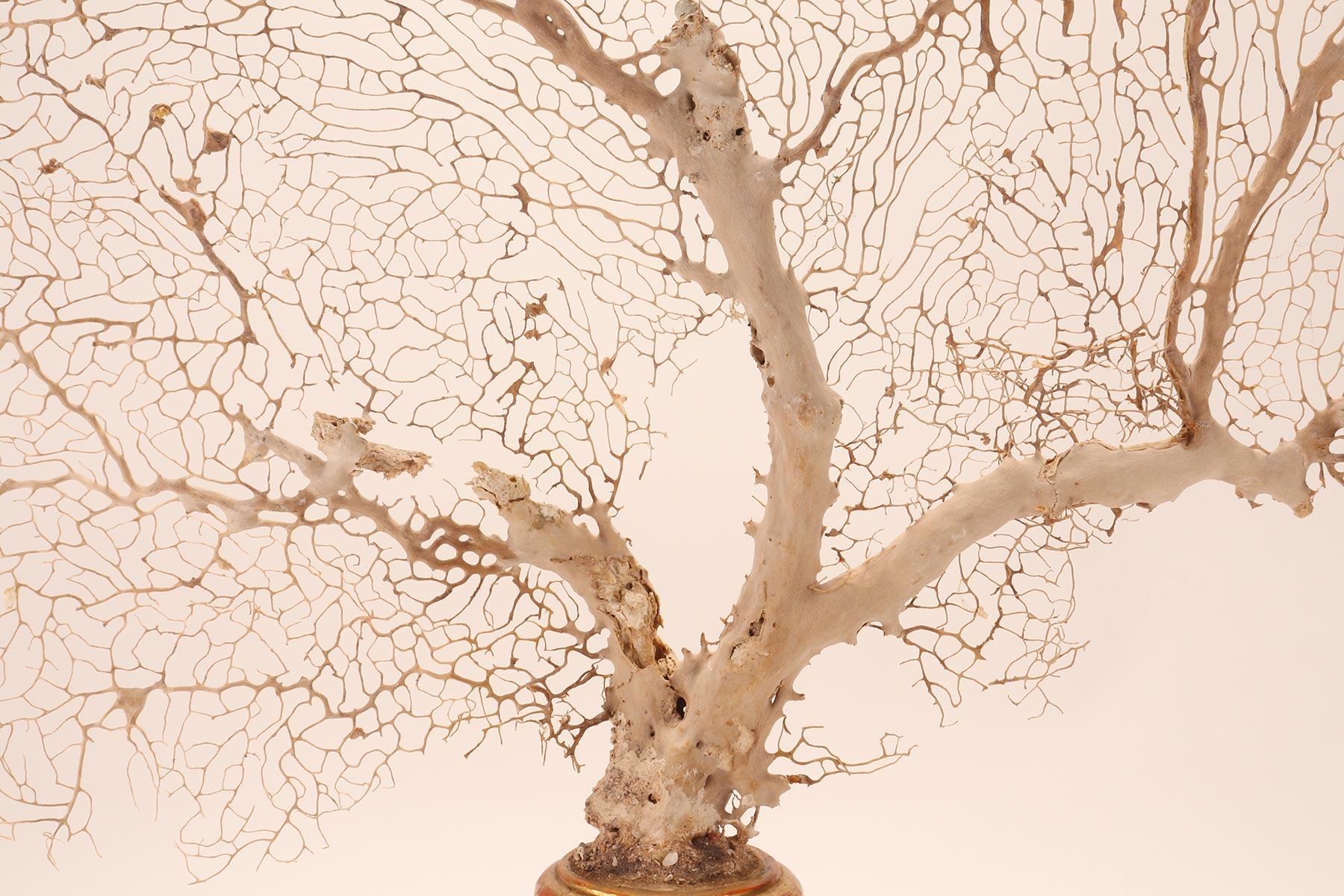 Pair of White-Sand Gorgonian Branches, Italy, 1870 In Good Condition For Sale In Milan, IT