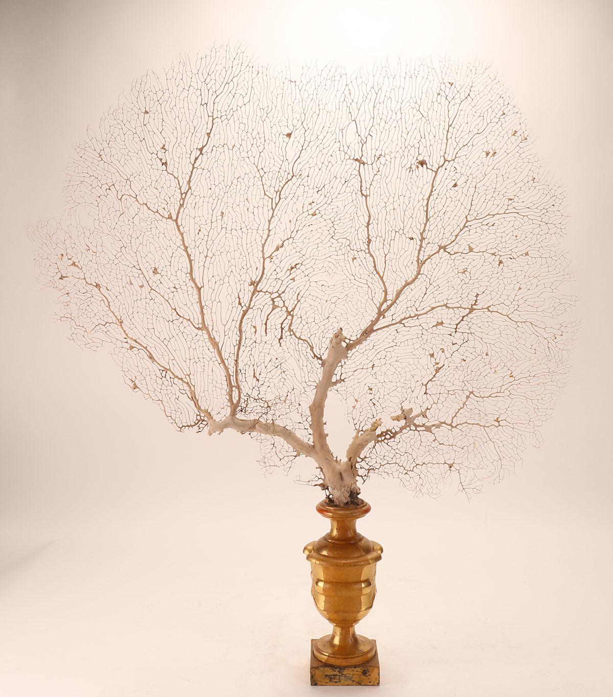 Coral Pair of White-Sand Gorgonian Branches, Italy, 1870 For Sale