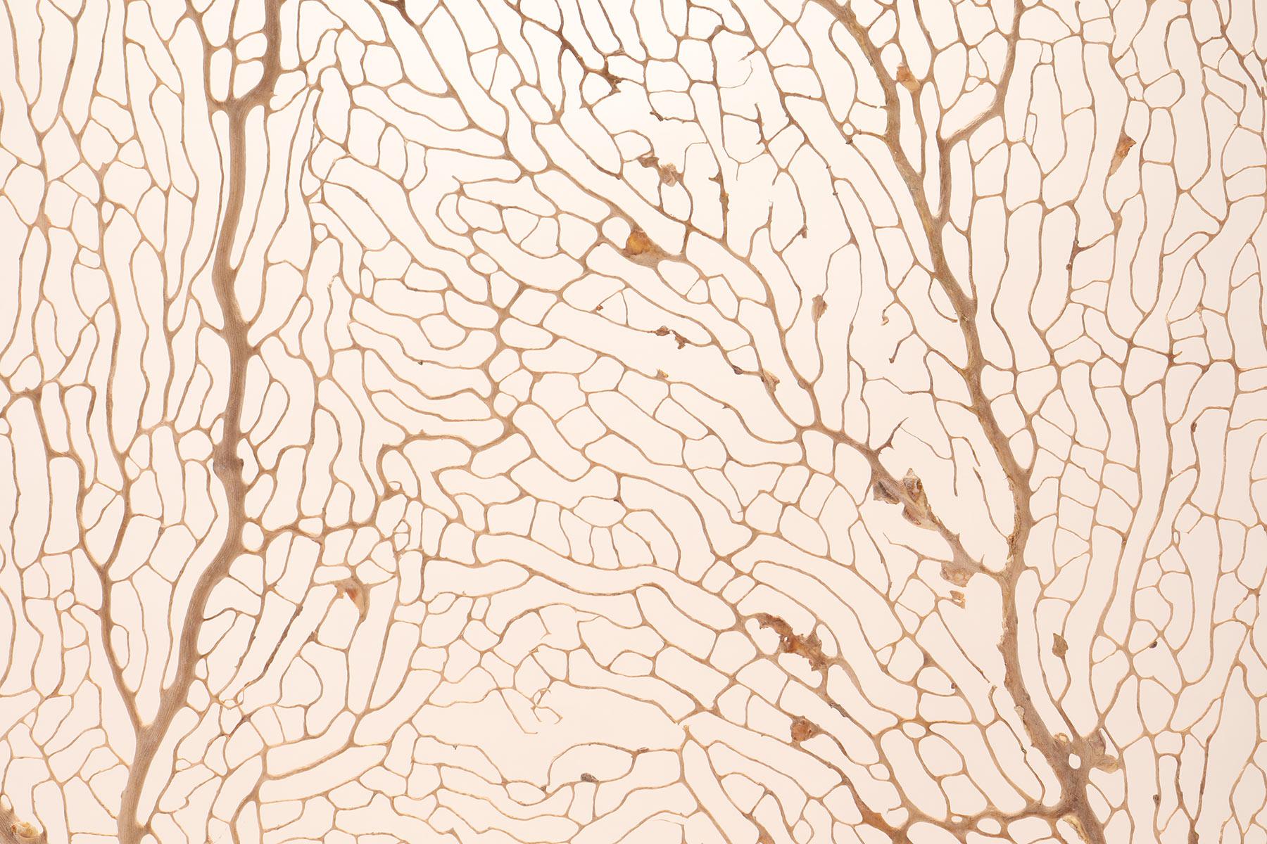 Ein Paar Gorgonianische Zweige aus weißem Sand, Italien 1870. im Angebot 1