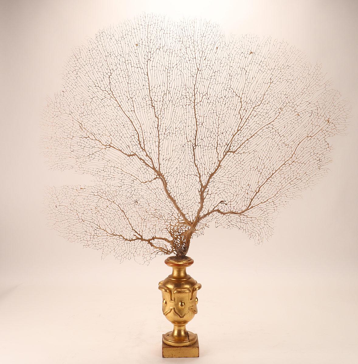 Pair of White-Sand Gorgonian Branches, Italy, 1870 For Sale 1