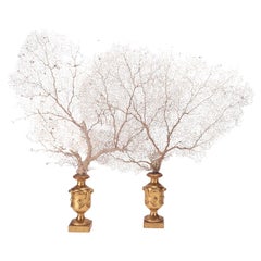 A pair of white-sand gorgonian branches, Italy 1870.