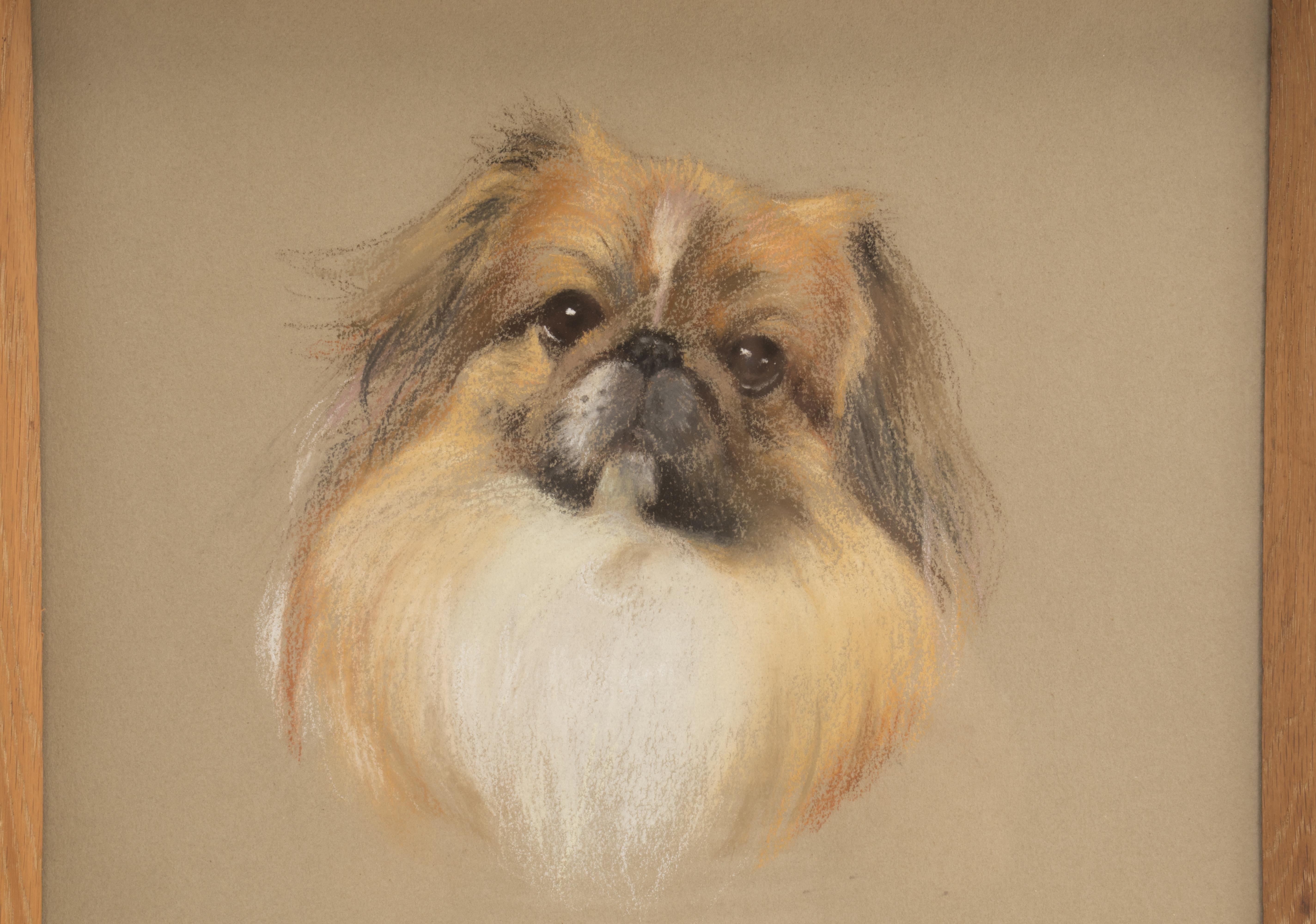 A pastel painting on paper, depicting a head of a pekingese dog. Signed. England, 1940. Solid oak wood frame, polished and beeswaxed.
