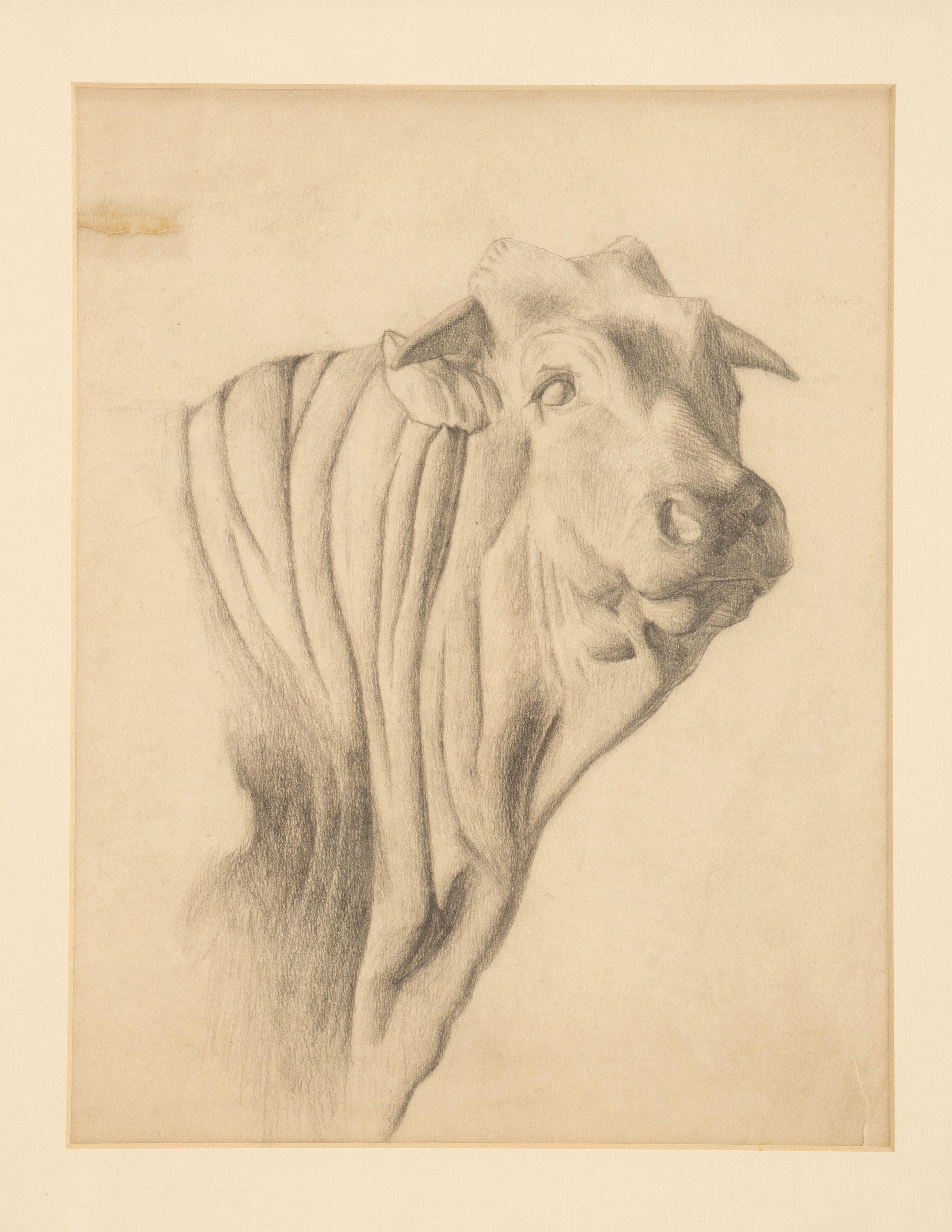 A pencil drawing on paper depicting the head of an ox. Solid cherry wood frame, polished and beeswaxed. Vienna, Austria circa 1920.