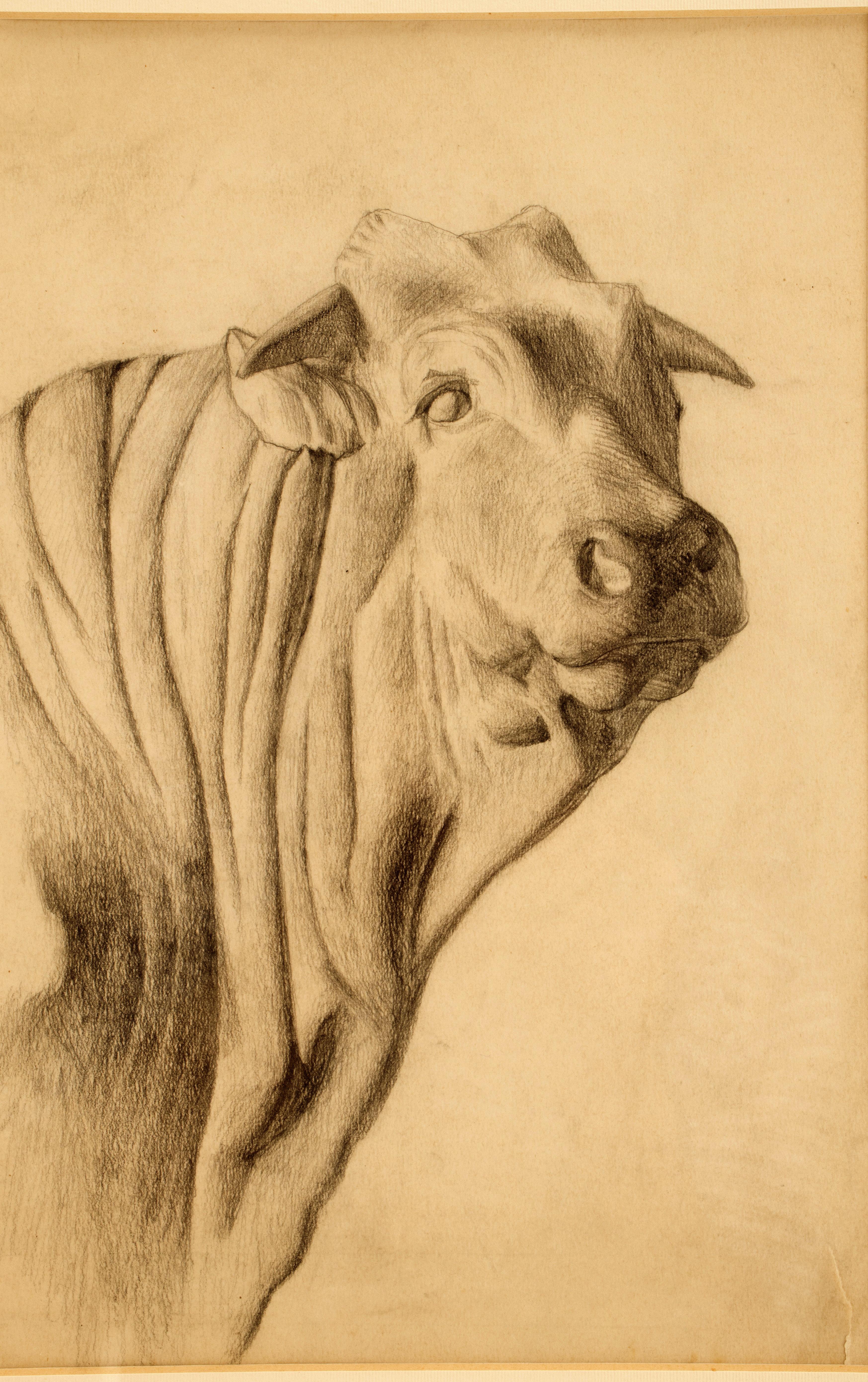 Bleistiftzeichnung mit der Darstellung des Kopfes eines Ox, Österreich 1920 (Österreichisch) im Angebot