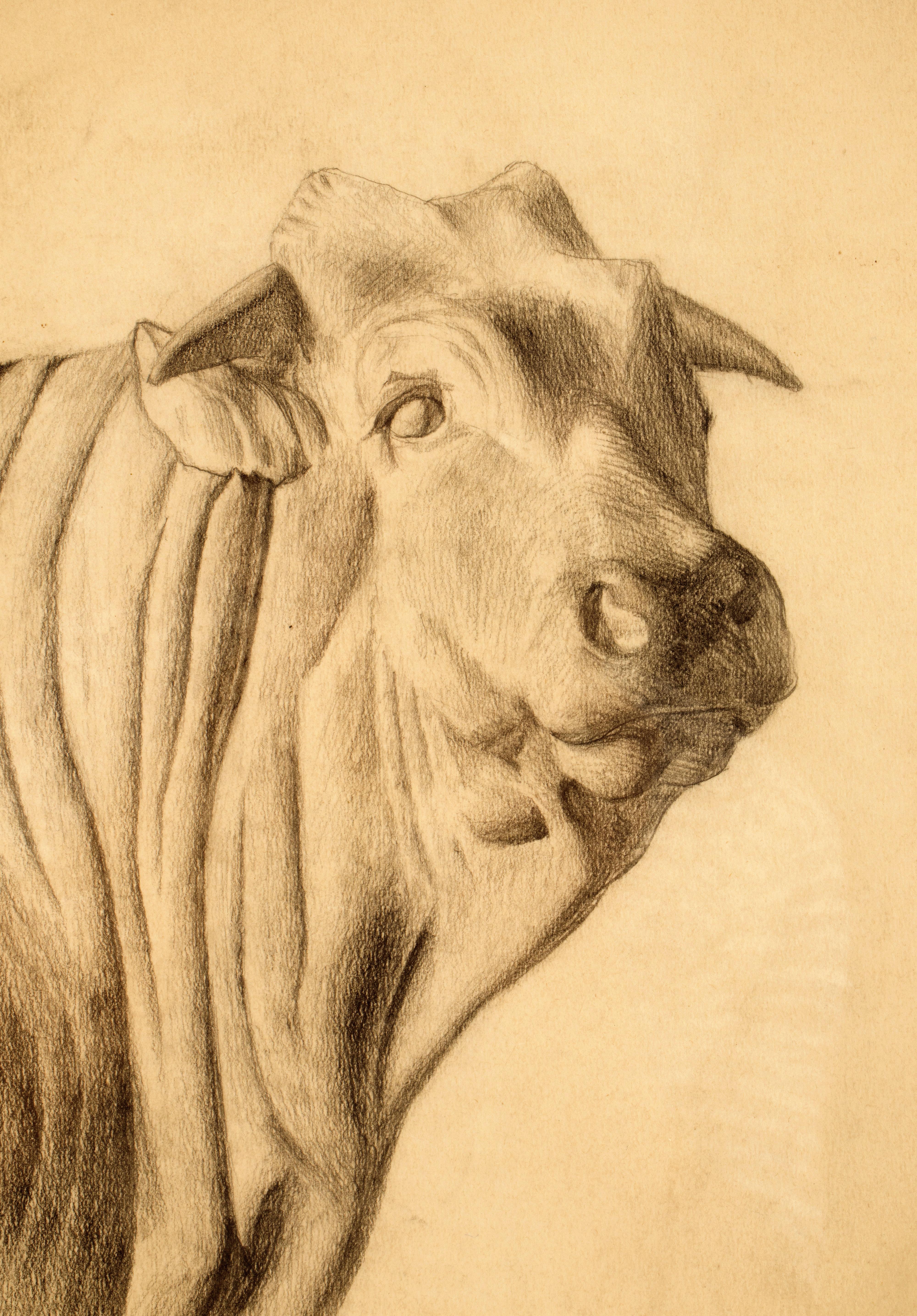 Bleistiftzeichnung mit der Darstellung des Kopfes eines Ox, Österreich 1920 im Zustand „Hervorragend“ im Angebot in Milan, IT