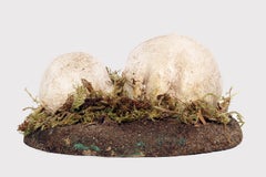 A pharmacy mushroom model: Agaricus Bisporus Imach, Italy 1950.